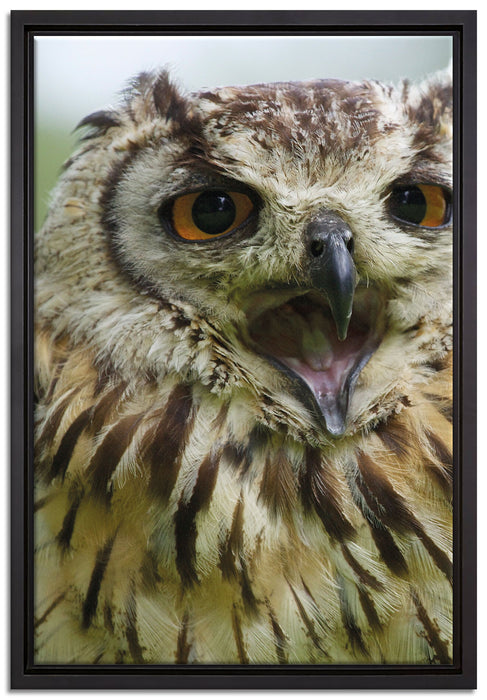 große Waldeule gähnt auf Leinwandbild gerahmt Größe 60x40
