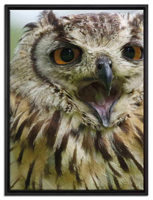 große Waldeule gähnt auf Leinwandbild gerahmt Größe 80x60