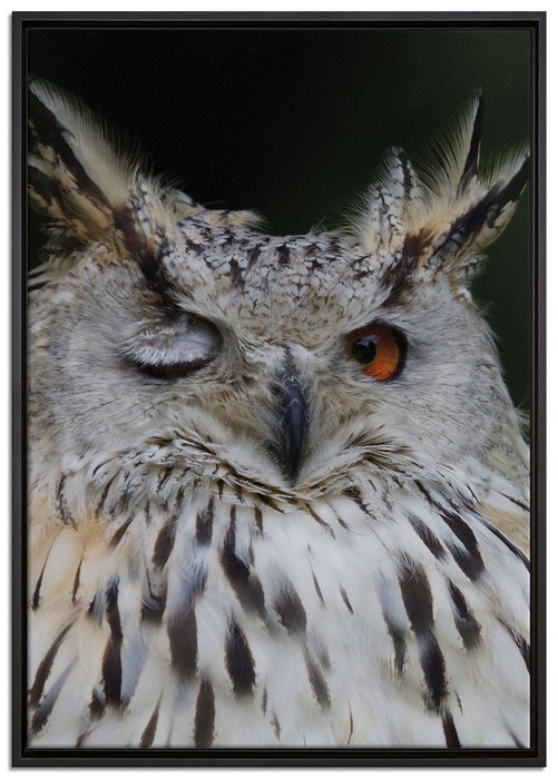 Waldohreule zwinkert auf Leinwandbild gerahmt Größe 100x70