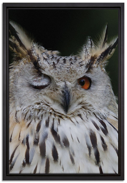 Waldohreule zwinkert auf Leinwandbild gerahmt Größe 60x40