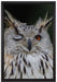 Waldohreule zwinkert auf Leinwandbild gerahmt Größe 60x40