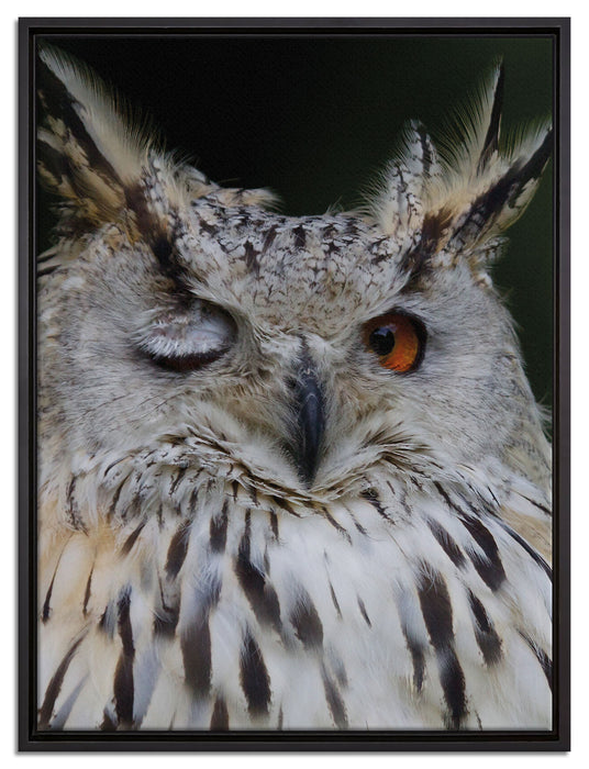 Waldohreule zwinkert auf Leinwandbild gerahmt Größe 80x60