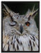 Waldohreule zwinkert auf Leinwandbild gerahmt Größe 80x60