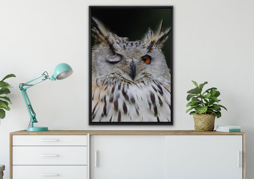 Waldohreule zwinkert auf Leinwandbild gerahmt verschiedene Größen im Wohnzimmer