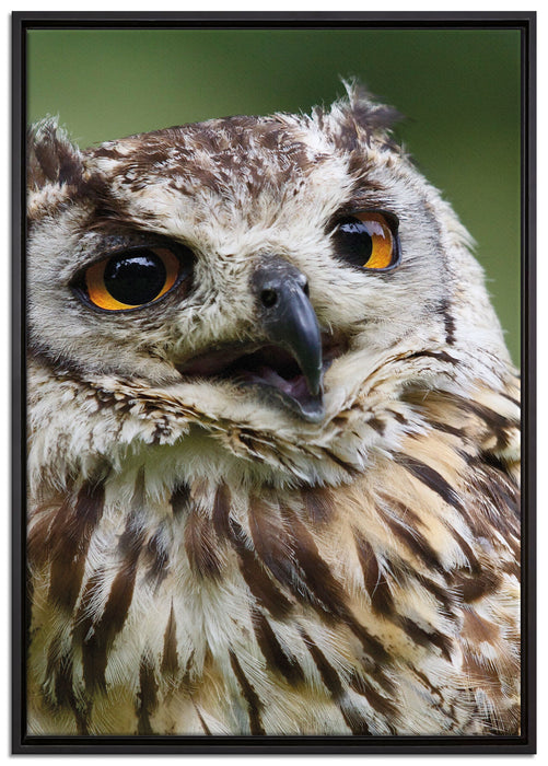 sehr müde Waldeule auf Leinwandbild gerahmt Größe 100x70