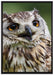 sehr müde Waldeule auf Leinwandbild gerahmt Größe 100x70