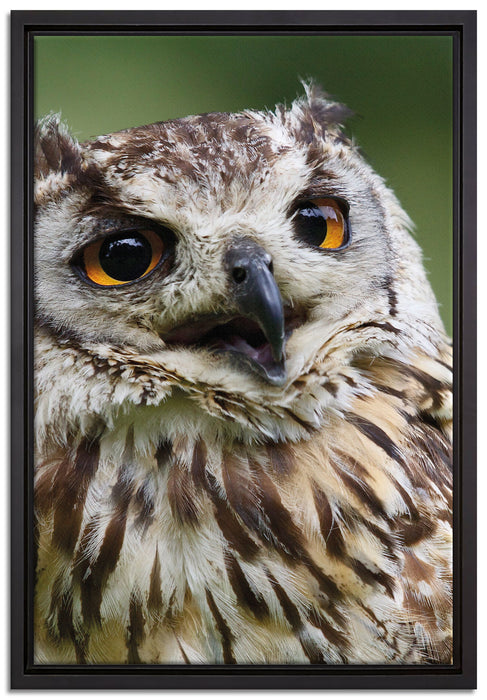 sehr müde Waldeule auf Leinwandbild gerahmt Größe 60x40