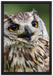 sehr müde Waldeule auf Leinwandbild gerahmt Größe 60x40