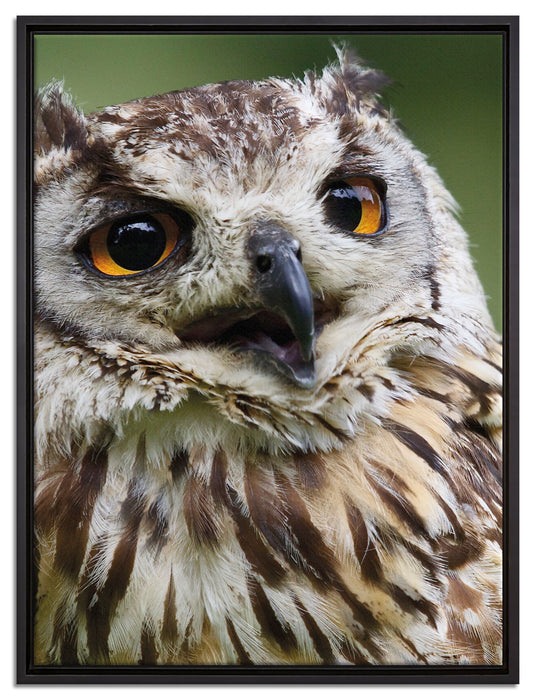 sehr müde Waldeule auf Leinwandbild gerahmt Größe 80x60