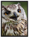 sehr müde Waldeule auf Leinwandbild gerahmt Größe 80x60