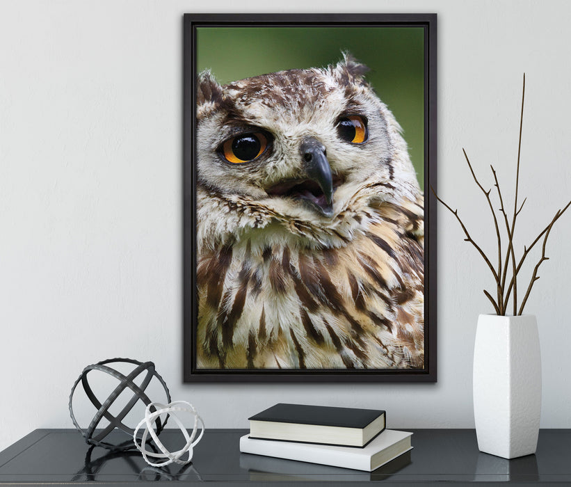 sehr müde Waldeule auf Leinwandbild gerahmt mit Kirschblüten