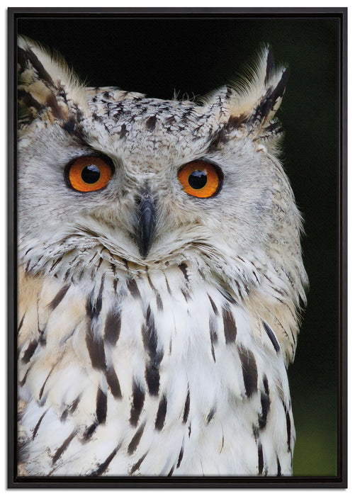 aufmerksame Waldohreule auf Leinwandbild gerahmt Größe 100x70