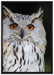 aufmerksame Waldohreule auf Leinwandbild gerahmt Größe 100x70