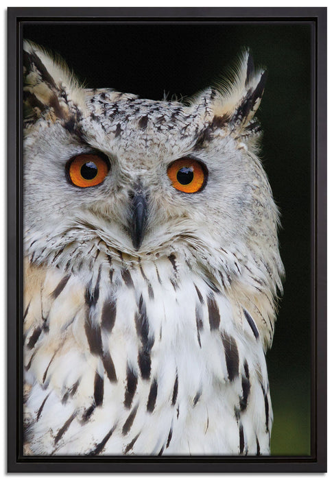 aufmerksame Waldohreule auf Leinwandbild gerahmt Größe 60x40
