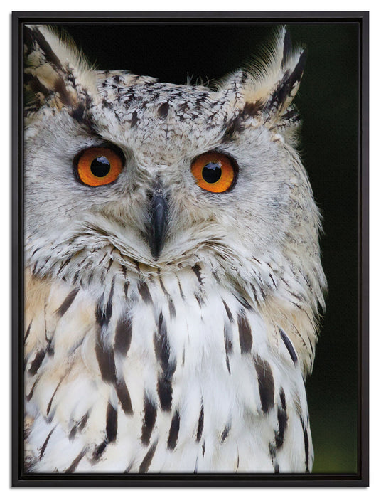 aufmerksame Waldohreule auf Leinwandbild gerahmt Größe 80x60