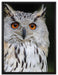 aufmerksame Waldohreule auf Leinwandbild gerahmt Größe 80x60