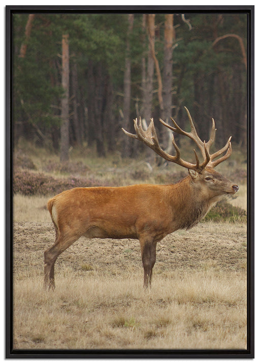 Hirschfamilie auf Waldlichtung auf Leinwandbild gerahmt Größe 100x70