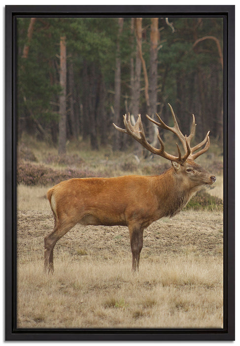 Hirschfamilie auf Waldlichtung auf Leinwandbild gerahmt Größe 60x40