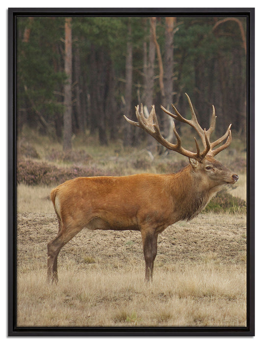 Hirschfamilie auf Waldlichtung auf Leinwandbild gerahmt Größe 80x60