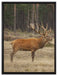 Hirschfamilie auf Waldlichtung auf Leinwandbild gerahmt Größe 80x60
