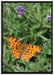 Schmetterling auf Blumenwiese auf Leinwandbild gerahmt Größe 100x70