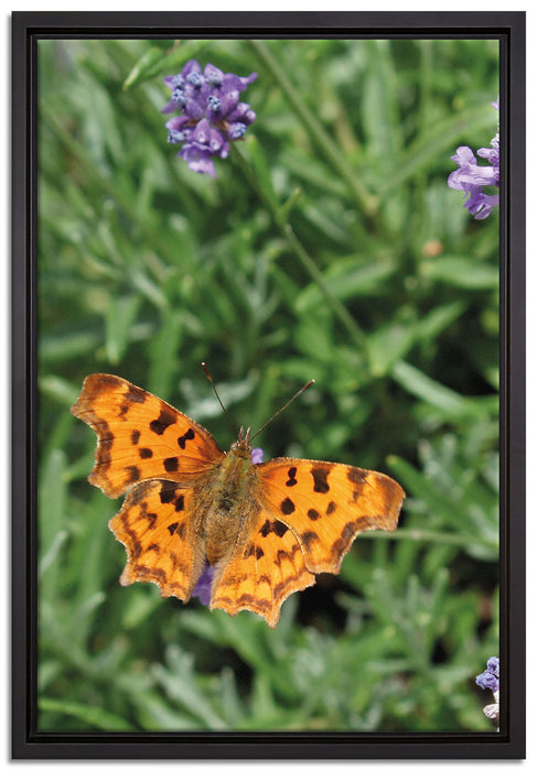 Schmetterling auf Blumenwiese auf Leinwandbild gerahmt Größe 60x40