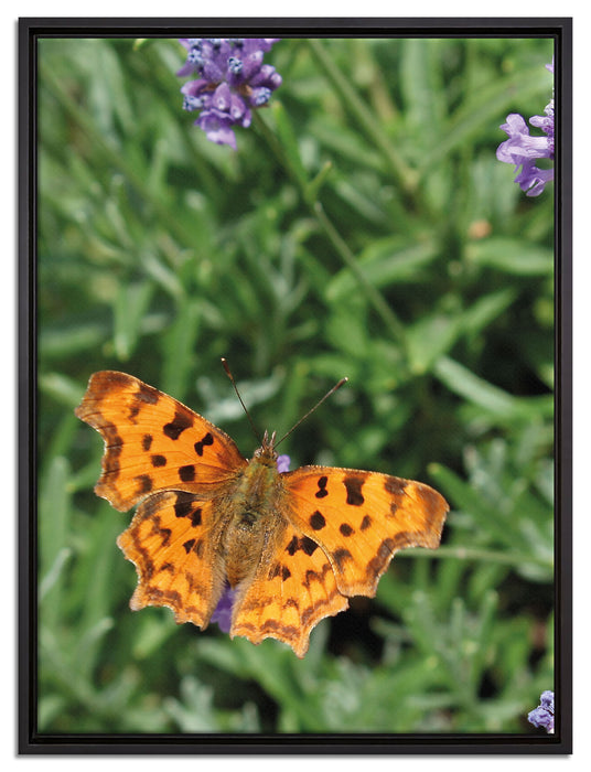 Schmetterling auf Blumenwiese auf Leinwandbild gerahmt Größe 80x60