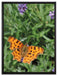 Schmetterling auf Blumenwiese auf Leinwandbild gerahmt Größe 80x60
