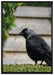 Vogel auf Gartenwiese auf Leinwandbild gerahmt Größe 100x70