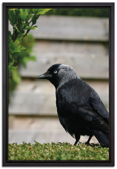 Vogel auf Gartenwiese auf Leinwandbild gerahmt Größe 60x40