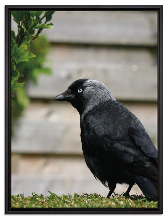 Vogel auf Gartenwiese auf Leinwandbild gerahmt Größe 80x60