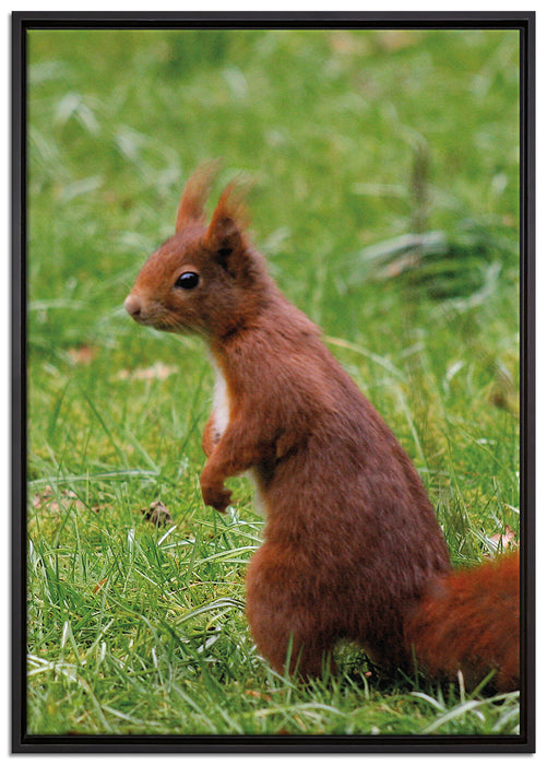 Eichhörnchen auf Leinwandbild gerahmt Größe 100x70