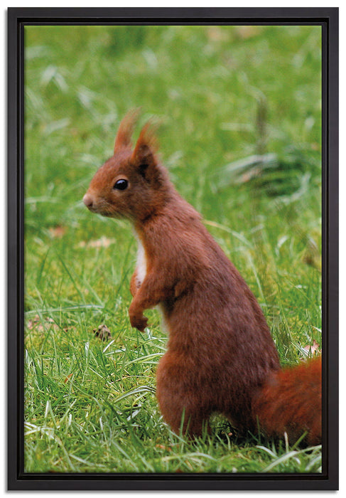 Eichhörnchen auf Leinwandbild gerahmt Größe 60x40