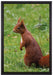 Eichhörnchen auf Leinwandbild gerahmt Größe 60x40
