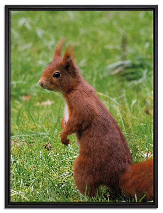 Eichhörnchen auf Leinwandbild gerahmt Größe 80x60