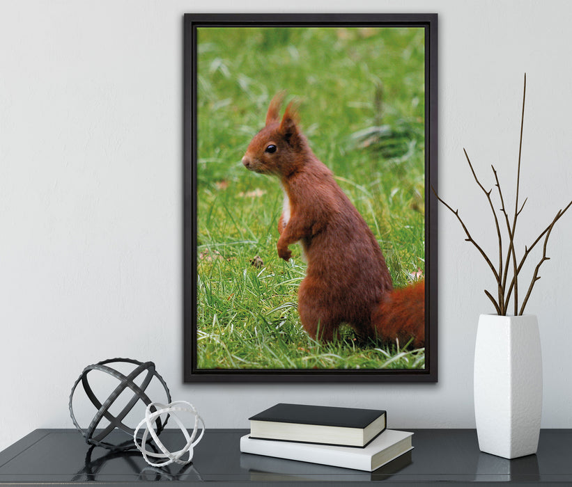 Eichhörnchen auf Leinwandbild gerahmt mit Kirschblüten