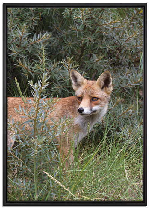 Fuchs im Wildstrauch auf Leinwandbild gerahmt Größe 100x70
