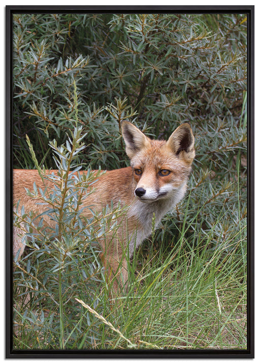 Fuchs im Wildstrauch auf Leinwandbild gerahmt Größe 100x70