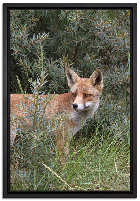 Fuchs im Wildstrauch auf Leinwandbild gerahmt Größe 60x40