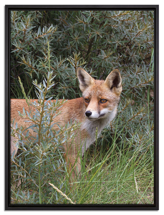 Fuchs im Wildstrauch auf Leinwandbild gerahmt Größe 80x60