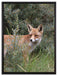 Fuchs im Wildstrauch auf Leinwandbild gerahmt Größe 80x60