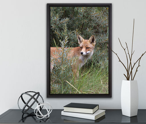 Fuchs im Wildstrauch auf Leinwandbild gerahmt mit Kirschblüten