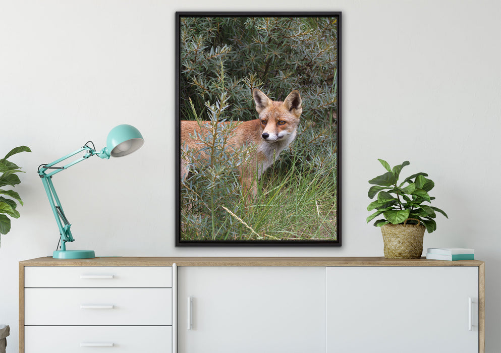 Fuchs im Wildstrauch auf Leinwandbild gerahmt verschiedene Größen im Wohnzimmer