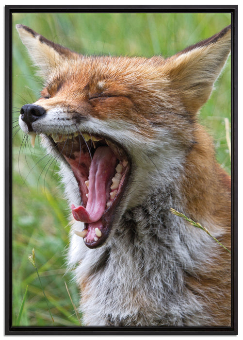 müder Fuchs auf Wildwiese auf Leinwandbild gerahmt Größe 100x70