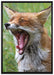 müder Fuchs auf Wildwiese auf Leinwandbild gerahmt Größe 100x70