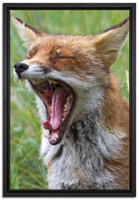 müder Fuchs auf Wildwiese auf Leinwandbild gerahmt Größe 60x40