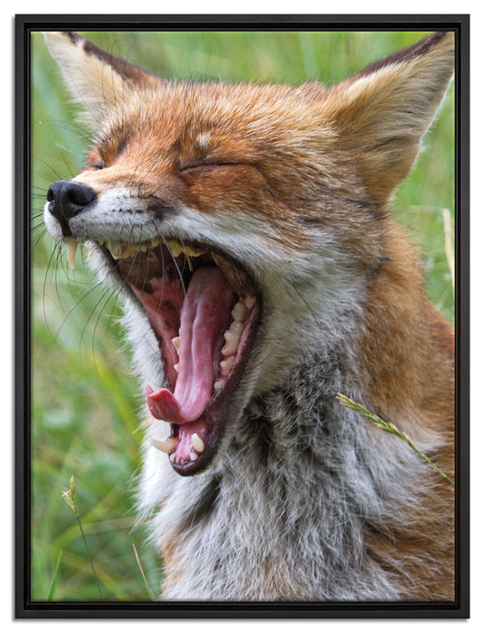 müder Fuchs auf Wildwiese auf Leinwandbild gerahmt Größe 80x60