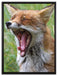 müder Fuchs auf Wildwiese auf Leinwandbild gerahmt Größe 80x60