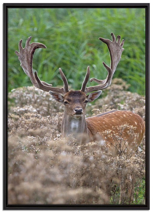 Hirschbock auf Wildwiese auf Leinwandbild gerahmt Größe 100x70