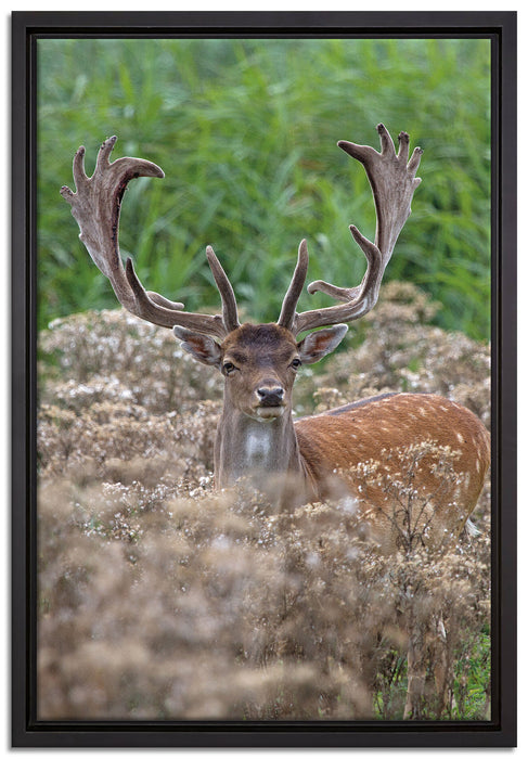 Hirschbock auf Wildwiese auf Leinwandbild gerahmt Größe 60x40